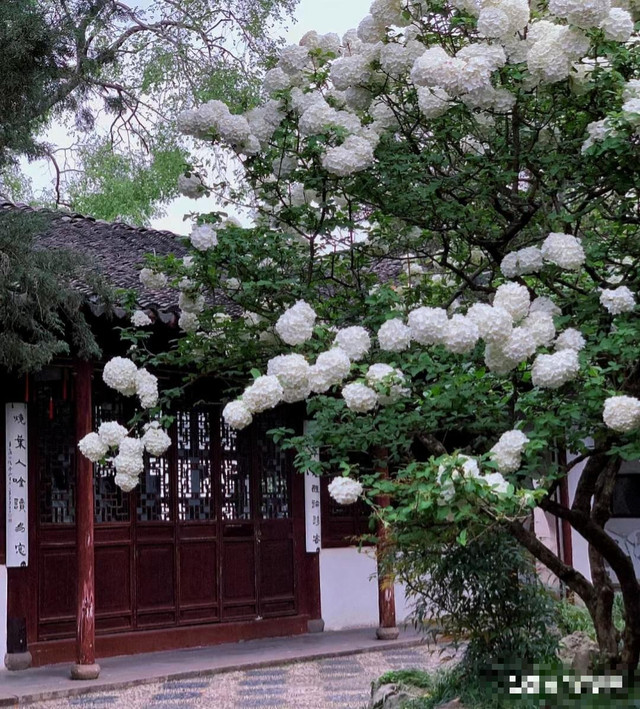 Trồng 6 cây cảnh lãi hơn mua vàng, mang tới phước lành - Hình 18 Trong 6 cay canh lai hon mua vang, mang toi phuoc lanh-Hinh-18