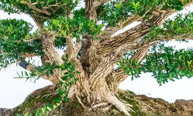 Trồng 6 cây cảnh lãi hơn mua vàng, mang tới phước lành - Hình 7 Trong 6 cay canh lai hon mua vang, mang toi phuoc lanh-Hinh-7