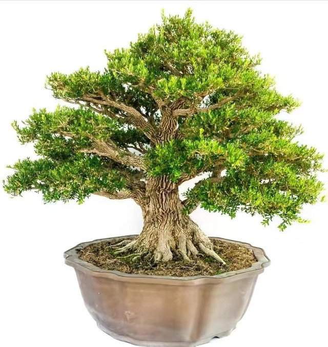 Trồng 6 cây cảnh lãi hơn mua vàng, mang tới phước lành - Hình 6 Trong 6 cay canh lai hon mua vang, mang toi phuoc lanh-Hinh-6