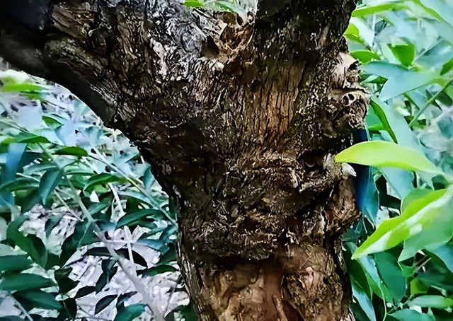 Trồng 6 cây cảnh lãi hơn mua vàng, mang tới phước lành - Hình 5 Trong 6 cay canh lai hon mua vang, mang toi phuoc lanh-Hinh-5