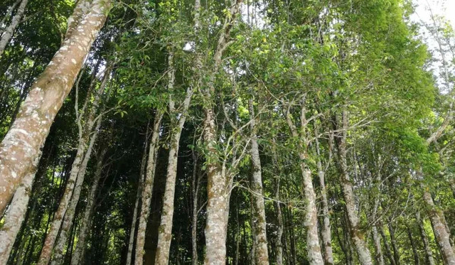 Trồng 6 cây cảnh lãi hơn mua vàng, mang tới phước lành - Hình 3 Trong 6 cay canh lai hon mua vang, mang toi phuoc lanh-Hinh-3