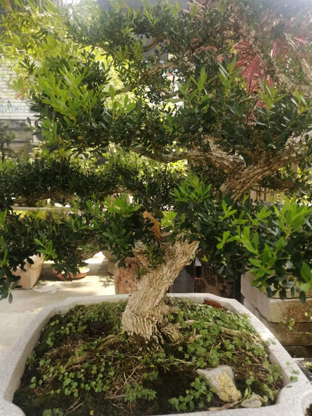 Trồng 6 cây cảnh lãi hơn mua vàng, mang tới phước lành - Hình 8 Trong 6 cay canh lai hon mua vang, mang toi phuoc lanh-Hinh-8