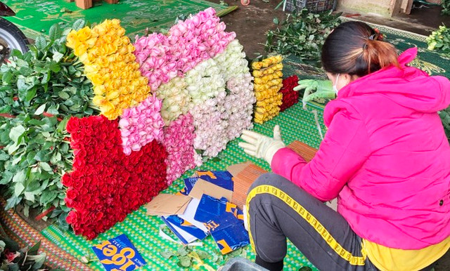 Giá hoa cúc ở Đà Lạt tăng vọt, cao gấp nhiều lần hoa hồng - Hình 3 Gia hoa cuc o Da Lat tang vot, cao gap nhieu lan hoa hong-Hinh-3