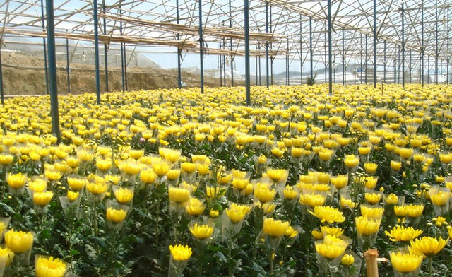 Giá hoa cúc ở Đà Lạt tăng vọt, cao gấp nhiều lần hoa hồng - Hình 2 Gia hoa cuc o Da Lat tang vot, cao gap nhieu lan hoa hong-Hinh-2