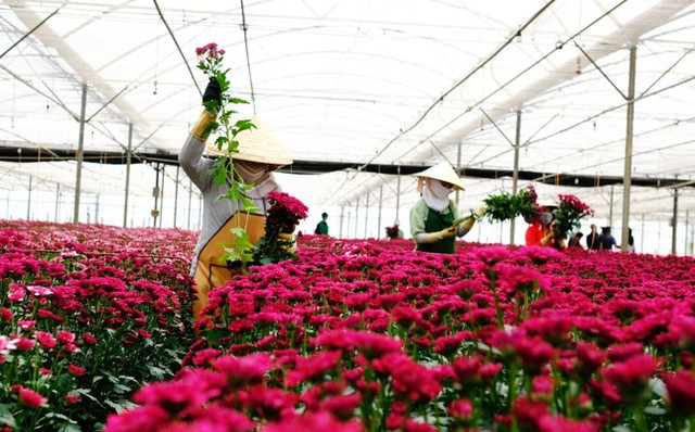 Giá hoa cúc ở Đà Lạt tăng vọt, cao gấp nhiều lần hoa hồng Gia hoa cuc o Da Lat tang vot, cao gap nhieu lan hoa hong