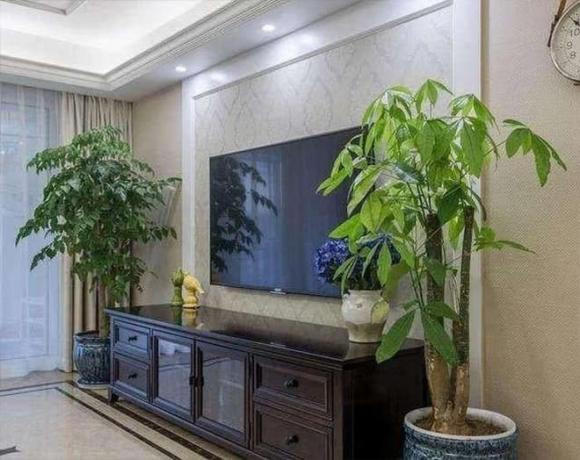 Trồng 3 loại cây này cạnh tivi sẽ mang lại may mắn Trong 3 loai cay nay canh tivi se mang lai may man