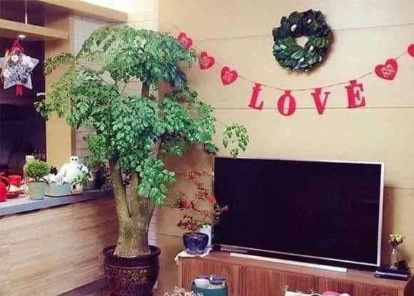 Trồng 3 loại cây này cạnh tivi sẽ mang lại may mắn - Hình 2 Trong 3 loai cay nay canh tivi se mang lai may man-Hinh-2