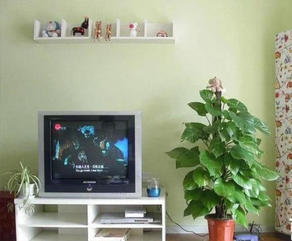 Trồng 3 loại cây này cạnh tivi sẽ mang lại may mắn - Hình 3 Trong 3 loai cay nay canh tivi se mang lai may man-Hinh-3