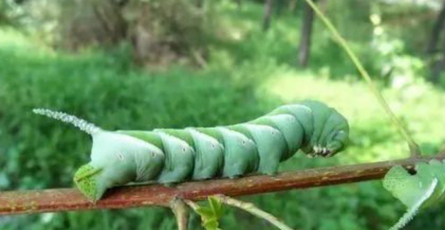 “Hung thần” phá hoại mùa màng thành đặc sản, giá hơn 300.000 đồng/kg “Hung than” pha hoai mua mang thanh dac san, gia hon 300.000 dong/kg