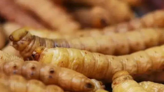 “Hung thần” phá hoại mùa màng thành đặc sản, giá hơn 300.000 đồng/kg - Hình 2 “Hung than” pha hoai mua mang thanh dac san, gia hon 300.000 dong/kg-Hinh-2