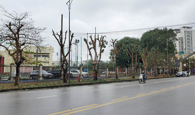 Hàng loạt cây xanh ở “trái tim thành Vinh” bị đốn hạ làm phố đi bộ - Hình 4 Hang loat cay xanh o “trai tim thanh Vinh” bi don ha lam pho di bo-Hinh-4