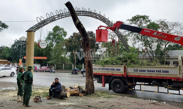 Hàng loạt cây xanh ở “trái tim thành Vinh” bị đốn hạ làm phố đi bộ - Hình 9 Hang loat cay xanh o “trai tim thanh Vinh” bi don ha lam pho di bo-Hinh-9