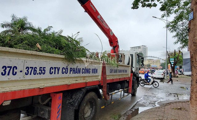 Hàng loạt cây xanh ở “trái tim thành Vinh” bị đốn hạ làm phố đi bộ - Hình 12 Hang loat cay xanh o “trai tim thanh Vinh” bi don ha lam pho di bo-Hinh-12