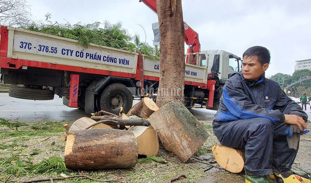 Hàng loạt cây xanh ở “trái tim thành Vinh” bị đốn hạ làm phố đi bộ - Hình 10 Hang loat cay xanh o “trai tim thanh Vinh” bi don ha lam pho di bo-Hinh-10