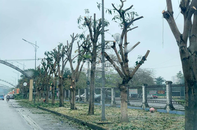 Hàng loạt cây xanh ở “trái tim thành Vinh” bị đốn hạ làm phố đi bộ - Hình 3 Hang loat cay xanh o “trai tim thanh Vinh” bi don ha lam pho di bo-Hinh-3