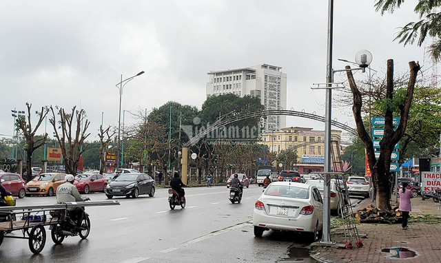 Hàng loạt cây xanh ở “trái tim thành Vinh” bị đốn hạ làm phố đi bộ - Hình 8 Hang loat cay xanh o “trai tim thanh Vinh” bi don ha lam pho di bo-Hinh-8