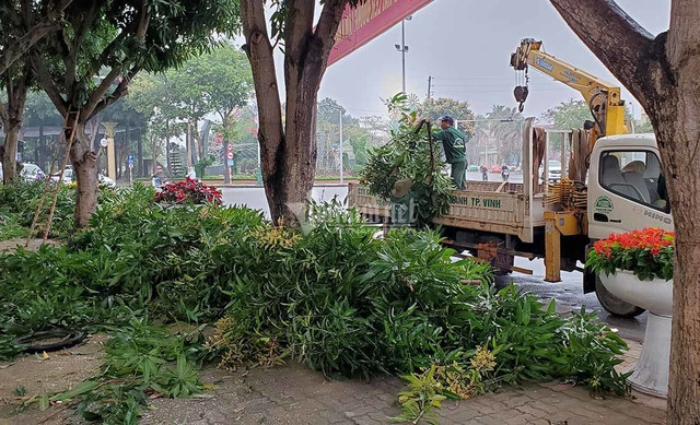 Hàng loạt cây xanh ở “trái tim thành Vinh” bị đốn hạ làm phố đi bộ - Hình 7 Hang loat cay xanh o “trai tim thanh Vinh” bi don ha lam pho di bo-Hinh-7