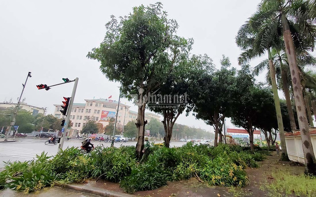 Hàng loạt cây xanh ở “trái tim thành Vinh” bị đốn hạ làm phố đi bộ Hang loat cay xanh o “trai tim thanh Vinh” bi don ha lam pho di bo
