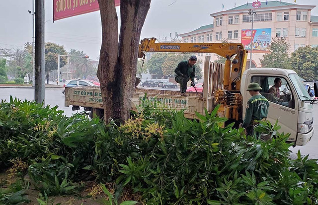 Hàng loạt cây xanh ở “trái tim thành Vinh” bị đốn hạ làm phố đi bộ - Hình 5 Hang loat cay xanh o “trai tim thanh Vinh” bi don ha lam pho di bo-Hinh-5