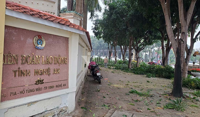 Hàng loạt cây xanh ở “trái tim thành Vinh” bị đốn hạ làm phố đi bộ - Hình 6 Hang loat cay xanh o “trai tim thanh Vinh” bi don ha lam pho di bo-Hinh-6