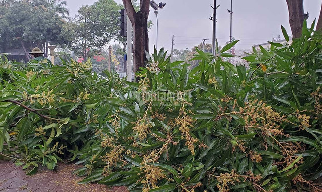 Hàng loạt cây xanh ở “trái tim thành Vinh” bị đốn hạ làm phố đi bộ - Hình 2 Hang loat cay xanh o “trai tim thanh Vinh” bi don ha lam pho di bo-Hinh-2