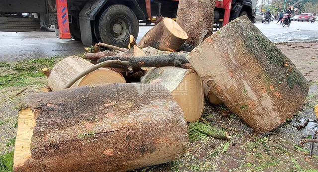 Hàng loạt cây xanh ở “trái tim thành Vinh” bị đốn hạ làm phố đi bộ - Hình 11 Hang loat cay xanh o “trai tim thanh Vinh” bi don ha lam pho di bo-Hinh-11
