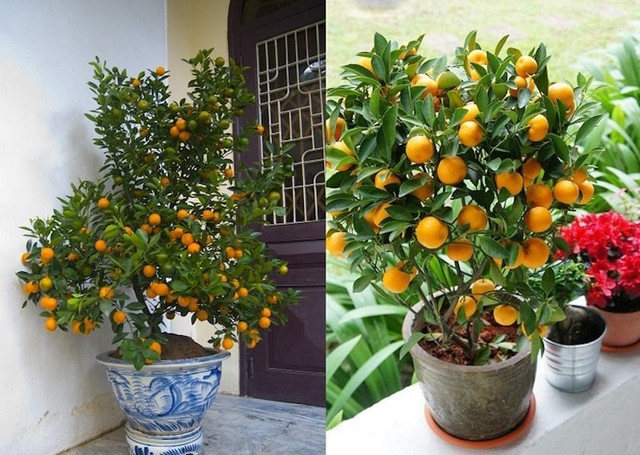 Trồng 6 loại cây này trước cửa để rước tài lộc về nhà - Hình 2 Trong 6 loai cay nay truoc cua de ruoc tai loc ve nha-Hinh-2