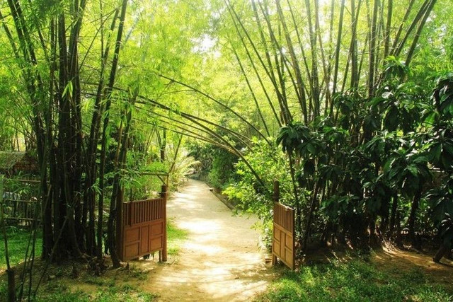 Trồng 6 loại cây này trước cửa để rước tài lộc về nhà - Hình 6 Trong 6 loai cay nay truoc cua de ruoc tai loc ve nha-Hinh-6