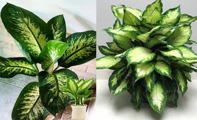 Trồng 6 loại cây này trước cửa để rước tài lộc về nhà - Hình 3 Trong 6 loai cay nay truoc cua de ruoc tai loc ve nha-Hinh-3