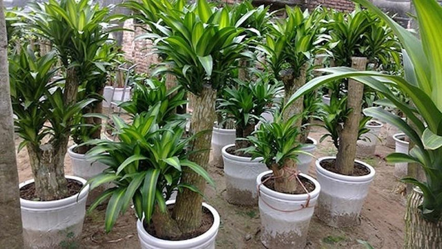 Trồng 6 loại cây này trước cửa để rước tài lộc về nhà - Hình 5 Trong 6 loai cay nay truoc cua de ruoc tai loc ve nha-Hinh-5