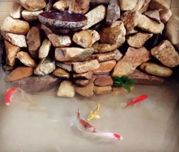 Tôi xây một cái hồ cá trên ban công, chi phí chưa đến 2 triệu đồng - Hình 12 Toi xay mot cai ho ca tren ban cong, chi phi chua den 2 trieu dong-Hinh-12