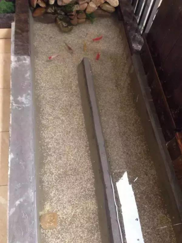 Tôi xây một cái hồ cá trên ban công, chi phí chưa đến 2 triệu đồng - Hình 14 Toi xay mot cai ho ca tren ban cong, chi phi chua den 2 trieu dong-Hinh-14