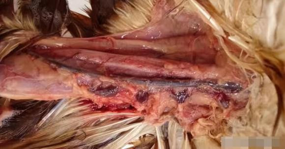 Ba bộ phận này của vịt chứa nhiều 'độc tố' - Hình 9 Ba bo phan nay cua vit chua nhieu 'doc to'-Hinh-9