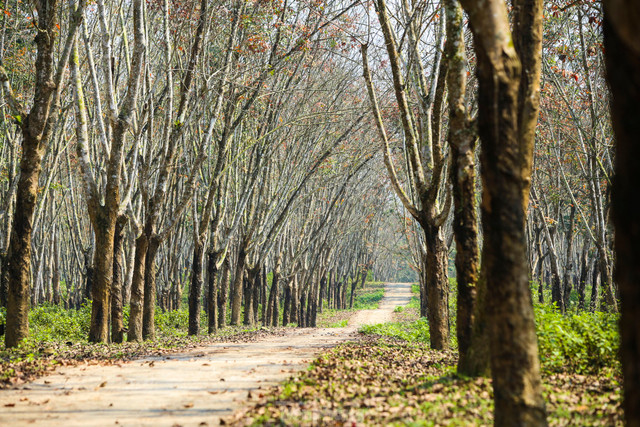 Đẹp hút hồn rừng cao su mùa thay lá ở Hà Tĩnh - Hình 3 Dep hut hon rung cao su mua thay la o Ha Tinh-Hinh-3