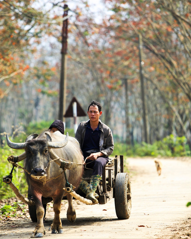 Đẹp hút hồn rừng cao su mùa thay lá ở Hà Tĩnh - Hình 7 Dep hut hon rung cao su mua thay la o Ha Tinh-Hinh-7