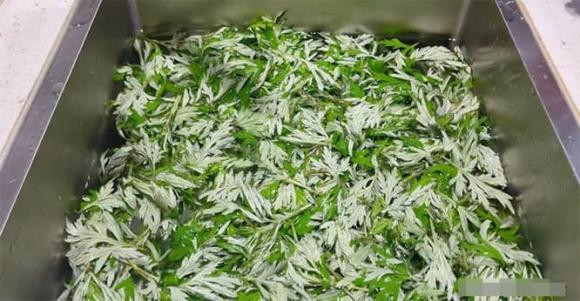 Phát hiện 'Ngân hàng máu tự nhiên' làm chậm lão hóa - Hình 8 Phat hien 'Ngan hang mau tu nhien' lam cham lao hoa-Hinh-8