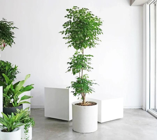 Trồng 3 cây phát lộc trong phòng khách - Hình 3 Trong 3 cay phat loc trong phong khach-Hinh-3