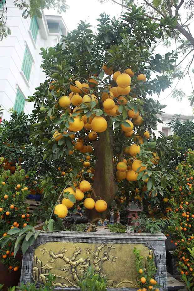 Hà Nội: Trả 90 triệu một gốc bưởi cổ để chơi Tết Quý Mão - Hình 4 Ha Noi: Tra 90 trieu mot goc buoi co de choi Tet Quy Mao-Hinh-4