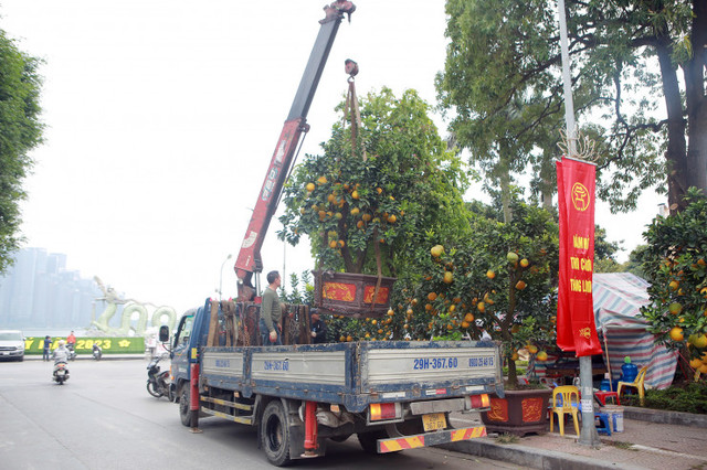 Hà Nội: Trả 90 triệu một gốc bưởi cổ để chơi Tết Quý Mão - Hình 7 Ha Noi: Tra 90 trieu mot goc buoi co de choi Tet Quy Mao-Hinh-7