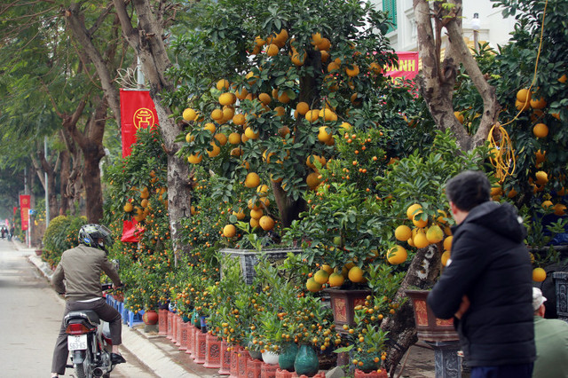 Hà Nội: Trả 90 triệu một gốc bưởi cổ để chơi Tết Quý Mão - Hình 2 Ha Noi: Tra 90 trieu mot goc buoi co de choi Tet Quy Mao-Hinh-2