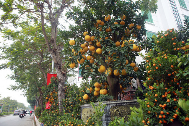 Hà Nội: Trả 90 triệu một gốc bưởi cổ để chơi Tết Quý Mão - Hình 3 Ha Noi: Tra 90 trieu mot goc buoi co de choi Tet Quy Mao-Hinh-3