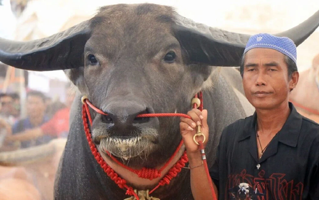 Anh nông dân có con trâu "khủng", ra giá 34 tỷ đồng Anh nong dan co con trau