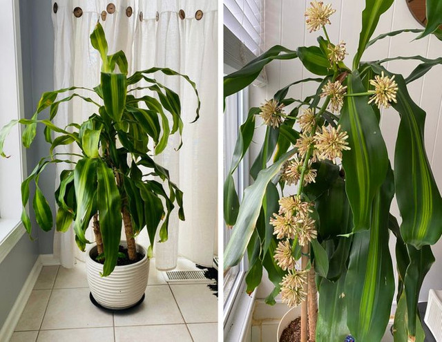 8 loại cây cảnh có thể giúp cân bằng độ ẩm trong nhà - Hình 8 8 loai cay canh co the giup can bang do am trong nha-Hinh-8