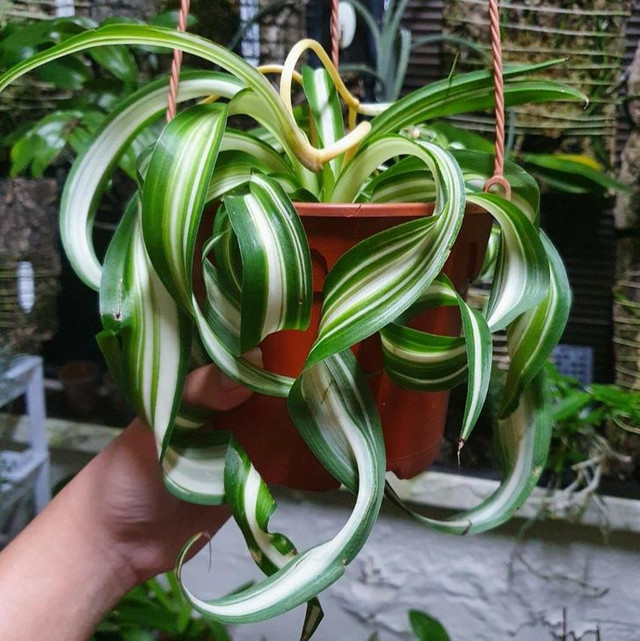 8 loại cây cảnh có thể giúp cân bằng độ ẩm trong nhà - Hình 3 8 loai cay canh co the giup can bang do am trong nha-Hinh-3