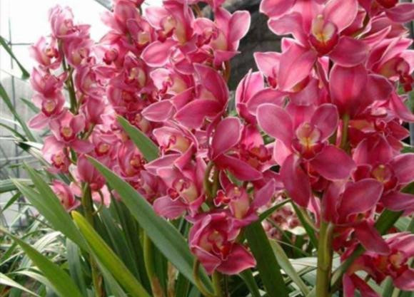 Sau Tết Nguyên đán, 5 loại hoa tại chợ hoa sẽ giảm giá Sau Tet Nguyen dan, 5 loai hoa tai cho hoa se giam gia