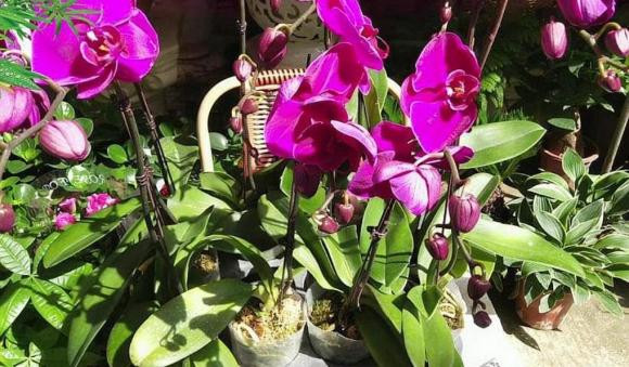 Sau Tết Nguyên đán, 5 loại hoa tại chợ hoa sẽ giảm giá - Hình 4 Sau Tet Nguyen dan, 5 loai hoa tai cho hoa se giam gia-Hinh-4