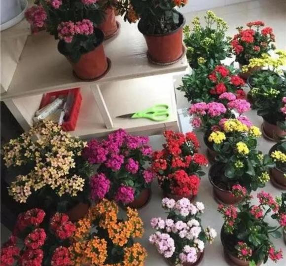 Sau Tết Nguyên đán, 5 loại hoa tại chợ hoa sẽ giảm giá - Hình 5 Sau Tet Nguyen dan, 5 loai hoa tai cho hoa se giam gia-Hinh-5