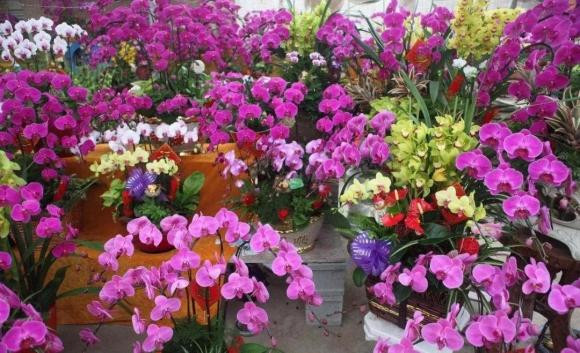 Sau Tết Nguyên đán, 5 loại hoa tại chợ hoa sẽ giảm giá - Hình 3 Sau Tet Nguyen dan, 5 loai hoa tai cho hoa se giam gia-Hinh-3