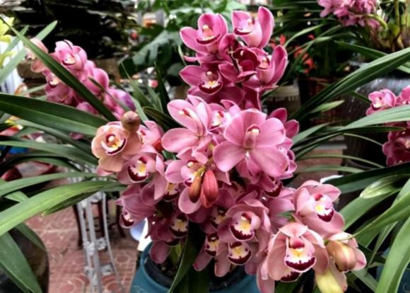 Sau Tết Nguyên đán, 5 loại hoa tại chợ hoa sẽ giảm giá - Hình 2 Sau Tet Nguyen dan, 5 loai hoa tai cho hoa se giam gia-Hinh-2