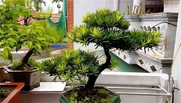 “Ngũ bất buông trong nhà, tài không vượng” nghĩa là gì? - Hình 3 “Ngu bat buong trong nha, tai khong vuong” nghia la gi?-Hinh-3